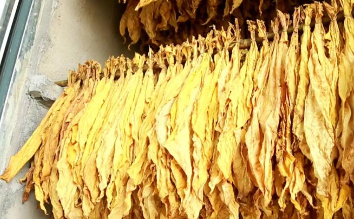 木屑顆粒燃料烘烤煙葉可以嗎？