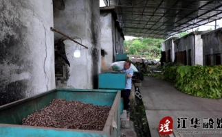 湖南省永州市江華縣：“綠色烘烤”助力煙農提質(zhì)增收